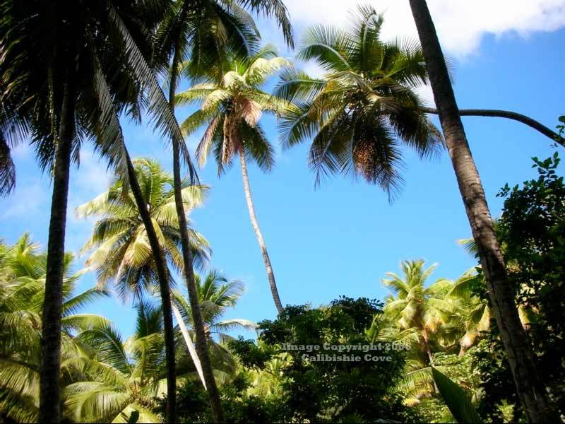 Calibishie Cove Hotel Ngoại thất bức ảnh